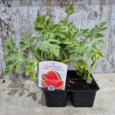 Sandia Bengala (Triploïde) | El Huerto Deitana ®