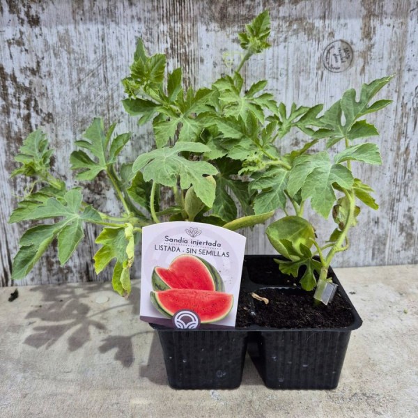 Sandia Bengala (Triploïde) | El Huerto Deitana ®