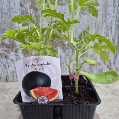 PLANTAS DE SANDIA PATA NEGRA - INJERTADA