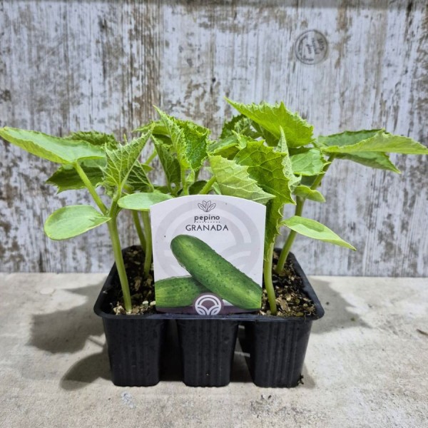 PLANTAS DE PEPINO GRANADA