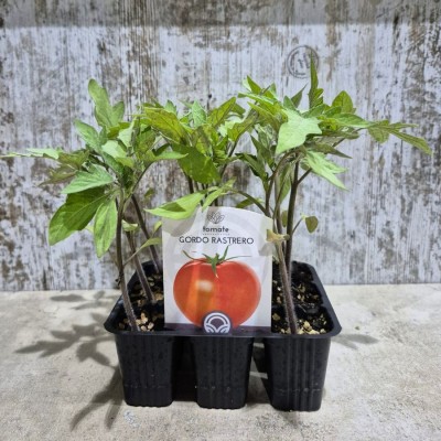Comprar Tomate Tralla - Gordo (Toledo) |  El Huerto Deitana ®