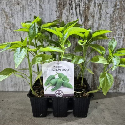 Pack 9 uds. PIMIENTO PADRON