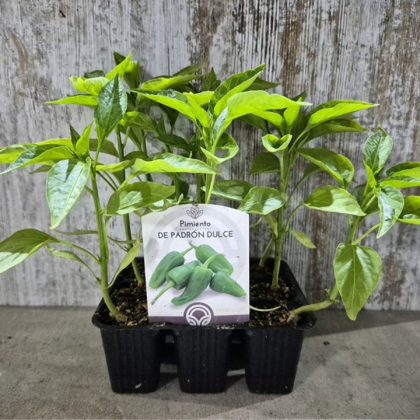 Pack 9 uds. PIMIENTO PADRON