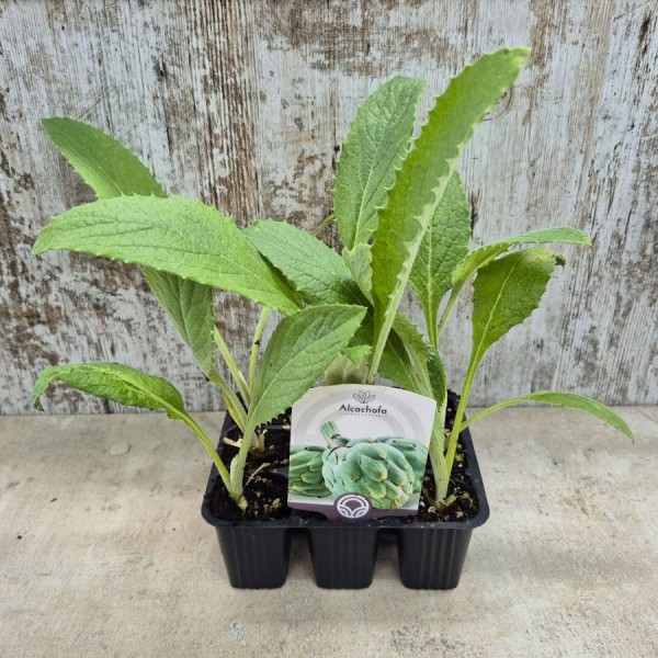 PLANTAS DE ALCACHOFA LORCA