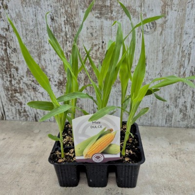 MAIZ DULCE CHALLENGER - Lote 9 uds.