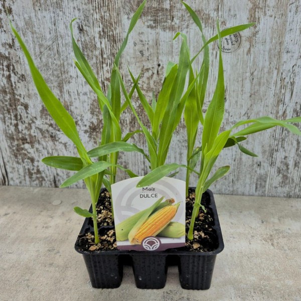 MAIZ DULCE CHALLENGER