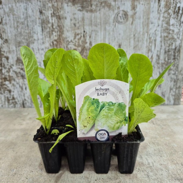 Lechuga baby - Plantas de lechuga baby