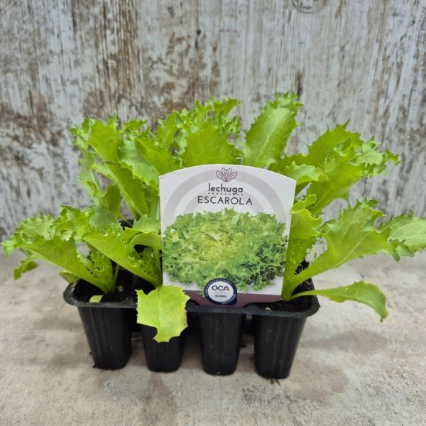 Lechuga escarola - Plantar escarola