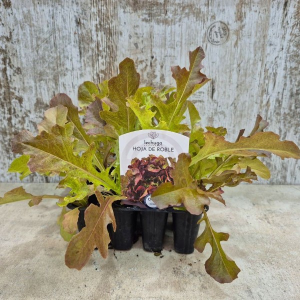 Lechuga hoja de roble - Lechuga de roble