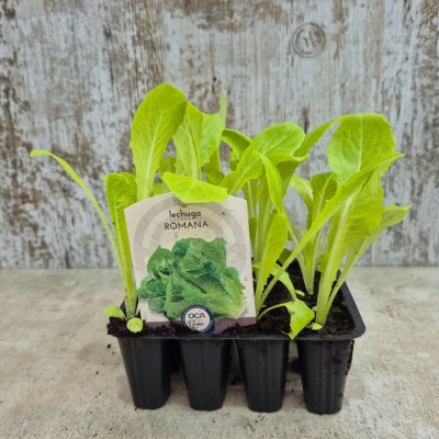 PLANTAS DE LECHUGA ISASA (ROMANA)