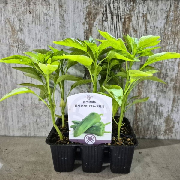 Pack 9 pcs. OLAYA PIMIENTO PLANTS