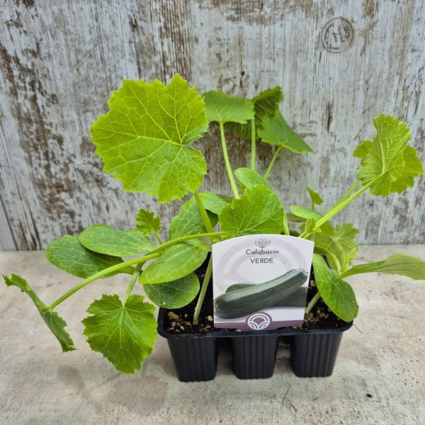 Pack 9 pcs. CALABACIN PLANTS BLAS
