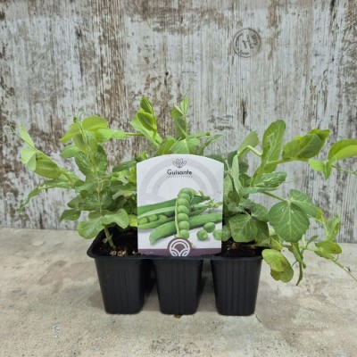 Planta Habas Luz de Otoño