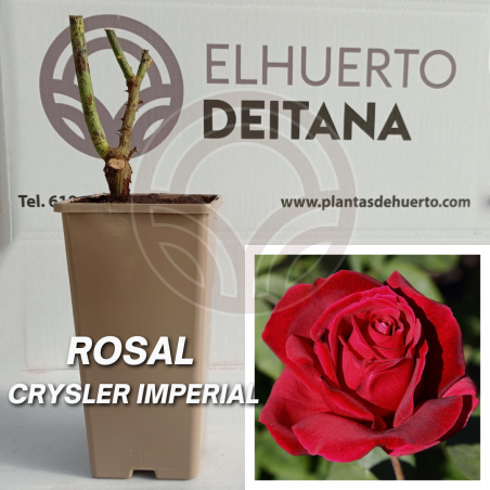 Rosal Rojo Chrysler Imperial
El Huerto Deitana ®