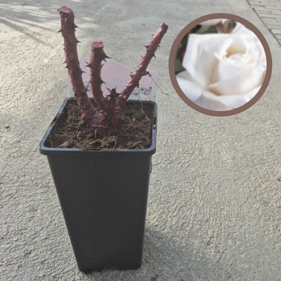 copy of GERANIO (Pelargonium x hortorum)