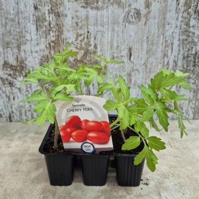 copy of Pack 9 pcs. PLANTS BLACK CHERRY