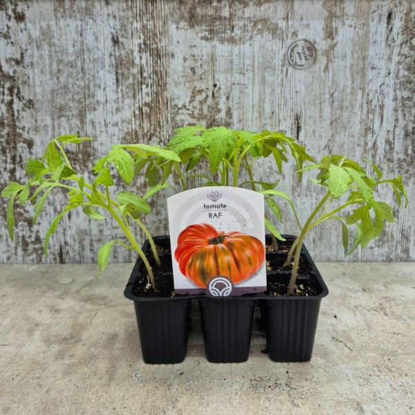 Pack 9 pcs. RAF TOMATE PLANTS