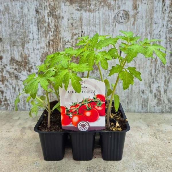 Pack 9 pcs. CHERRY TOMATE PLANTS