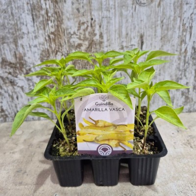 Planta guindilla pequeña amarilla vasca - Plantar guindillas