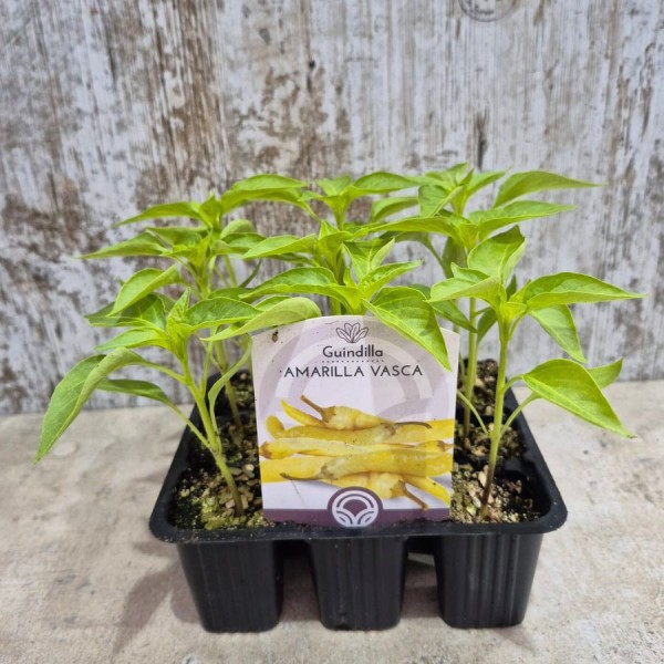 Planta guindilla pequeña amarilla vasca - Plantar guindillas