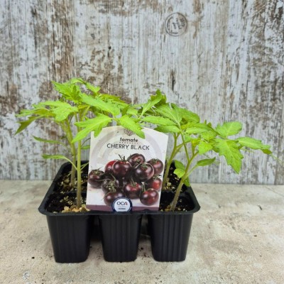 TOMATE BLACK CHERRY - Lote 9 uds.