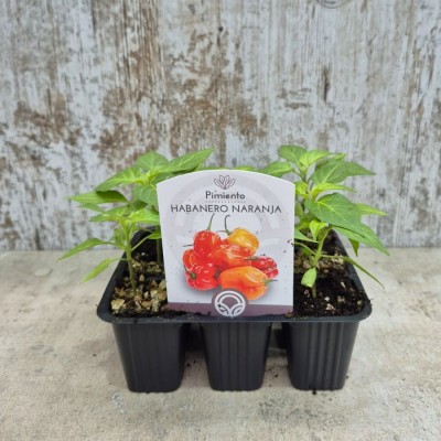 Pimiento habanero naranja en maceta - Comprar pimiento en maceta