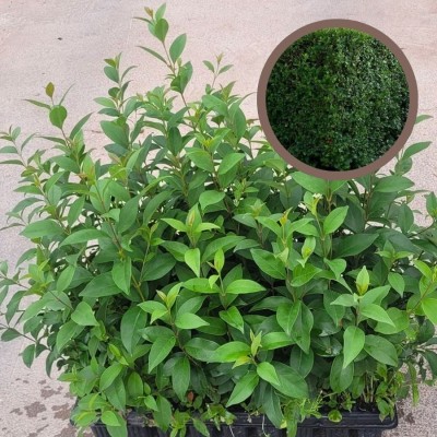 Aligustre japonico - Aligustre comun - Seto aligustre