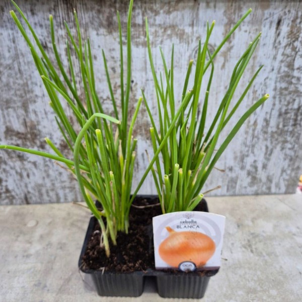 Plantas de cebolla Recas - Comprar planta cebolla Recas