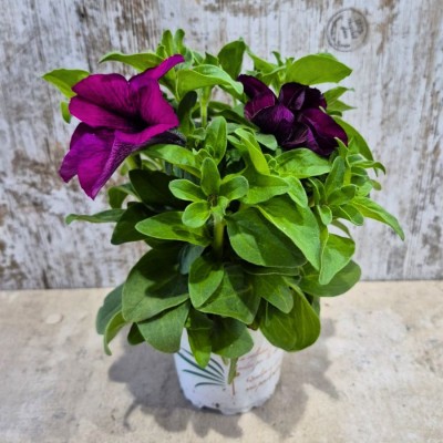 PETUNIA 0.54L (GRANDIFLORA) color variado