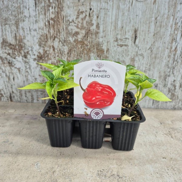 Pimiento habanero naranja en maceta - Comprar pimiento en maceta