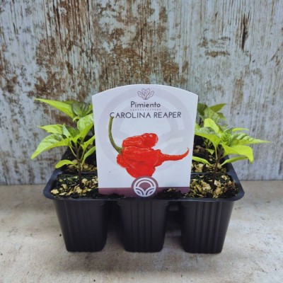 Pimiento jalapeño | El Huerto Deitana ®