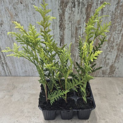 Thuja Orientalis - Thuya Plant - Tuya or Tuja