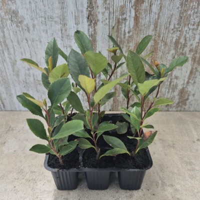 copy of CIPRES LEYLANDII, 2001 POT 9X9