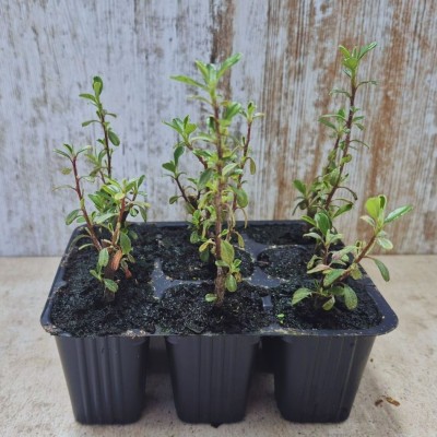 COTONEASTER FRANCHETTI