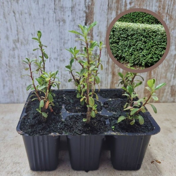 COTONEASTER FRANCHETTI