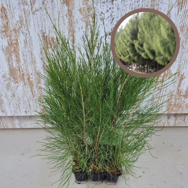 CASUARINA in Cepellón