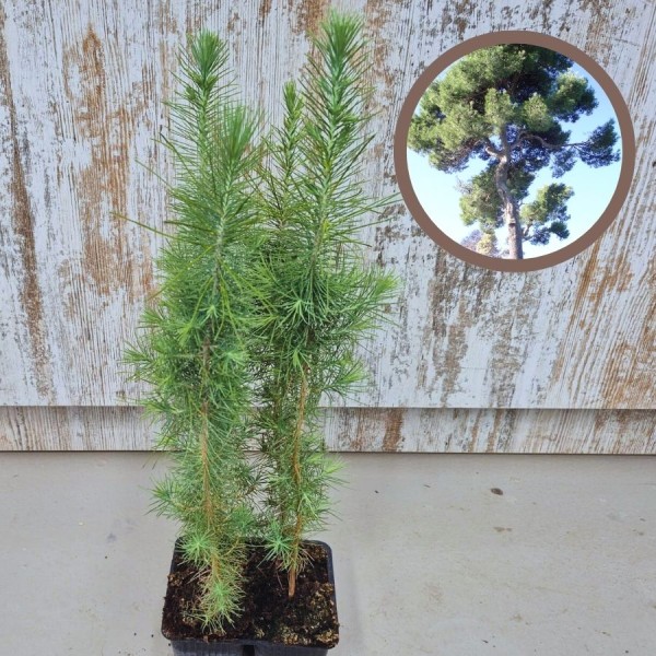 Pino Carrasco - Pinus Halapensis|El Huerto Deitana ®