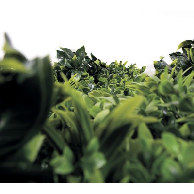 JARDIN VERTICAL EXOTIC 1 X 1 M