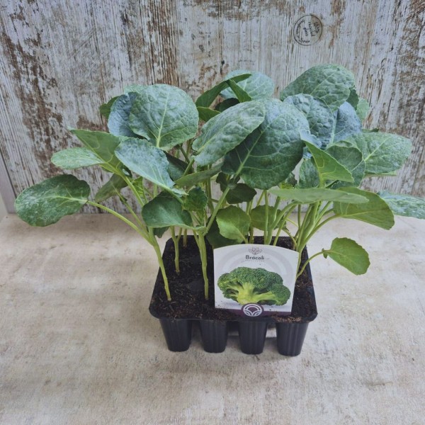 Pack 12 pcs. BROCOLI PLANTS