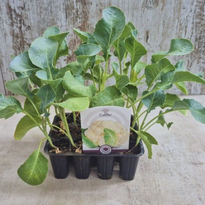 COLIFLOR - Lote 12 uds.