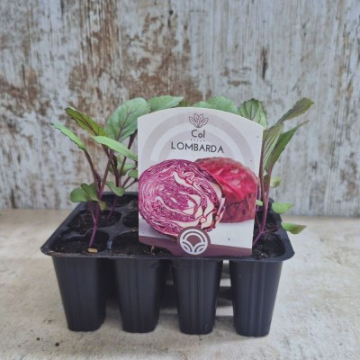 COL LOMBARDA SUPER RED HIBRIDO - Lote 12 uds.