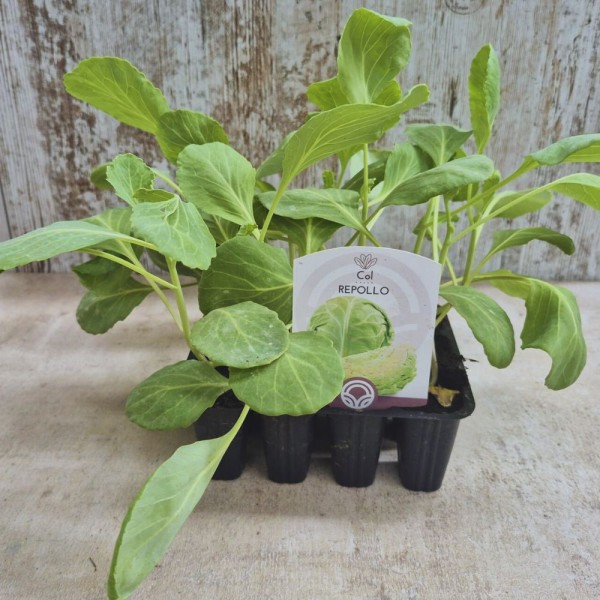Pack 9 pcs. COL CABBAGE