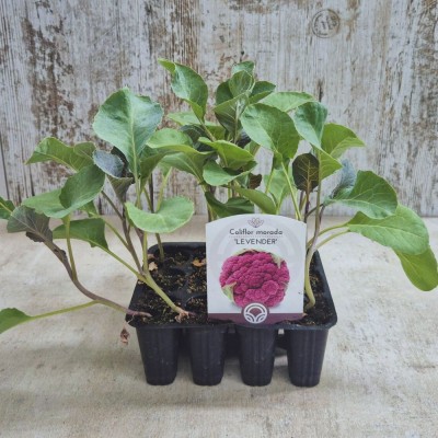 COLIFLOR LAVENDER (color morado) - Lote 12 uds.