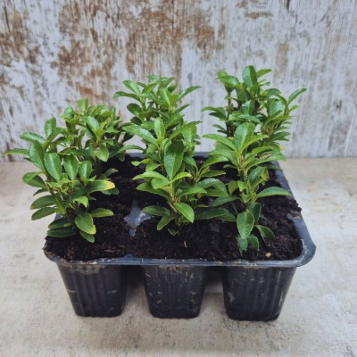 EUONYMUS JAPONICUS MICROPHYLLUM lote 9 uds.