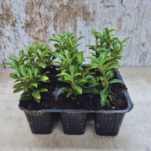 EUONYMUS JAPONICUS MICROPHYLLUM lote 9 uds.