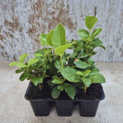 VIBURNUM TINUS (durillo) lote 9 uds. VIBURNUM TINUS (durillo) lote 9 uds.