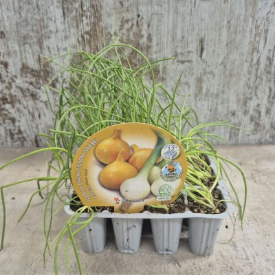 Cebolla Babosa - Comprar planta cebolla babosa