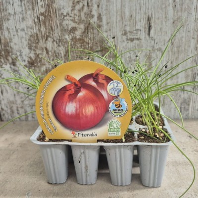 Cebolla Babosa - Comprar planta cebolla babosa