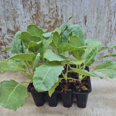 COLIRABANO - Lote 12 uds.