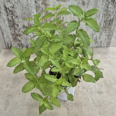 Broadle leafy mint in pot - Plant mint